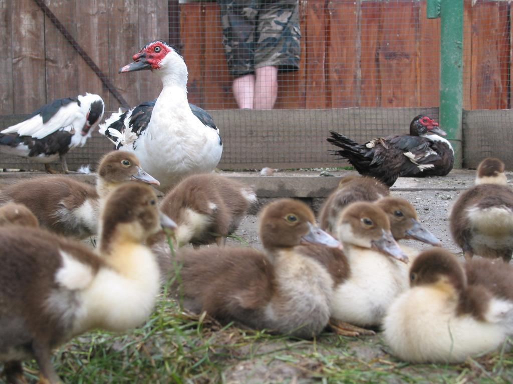 Villa Zoopark Zelcin à Mělník Extérieur photo